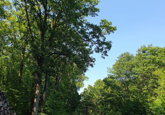 Circuit vert de la forêt de la Petite Charnie