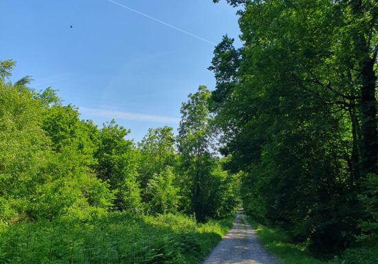 Circuit VTT de la forêt de la Petite Charnie