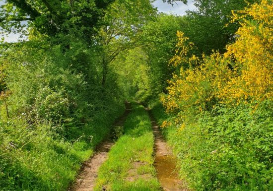 Liaison forêts de la Charnie