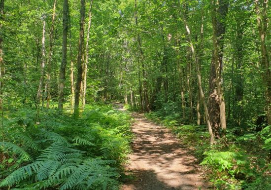 Circuit VTT de la forêt de Mézières