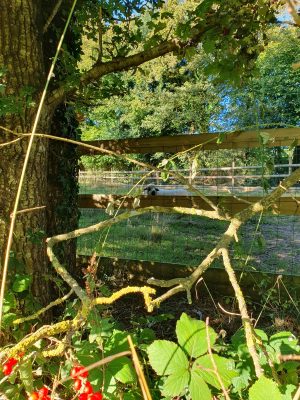 Variante du chemin dit du “Bardeau à la Loge”