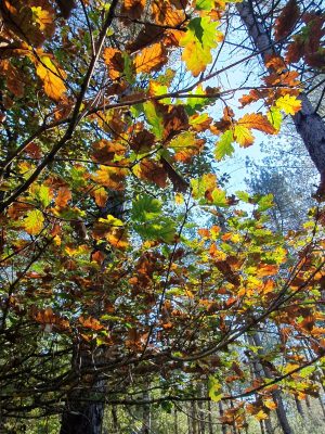 Liaison forêts de la Charnie