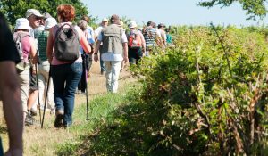 À travers les collines de Poncé-sur-Loir – Loir-en-Vallée