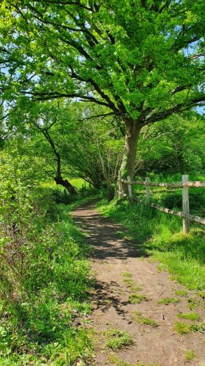 AUTOUR DU BOULEVARD NATURE : SARGÉ-LÈS-LE-MANS : AU COEUR DU BOCAGE