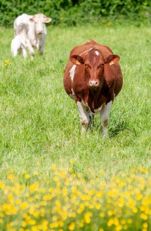 CHAUVET FARM: FARM SHOP