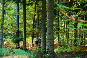 Tour de la forêt de Pincé