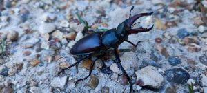 Aire de stationnement dans un camping à la ferme